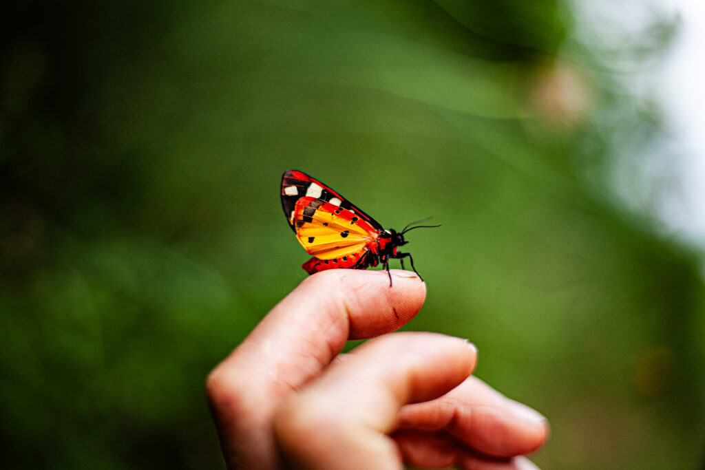 Papillon posé sur une main, symbole du vivant